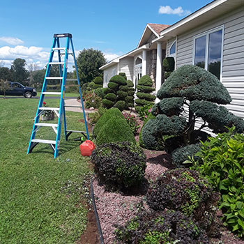 Tree Trimming